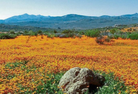 El cambio climático amenaza un fenómeno de floración único en Sudáfrica