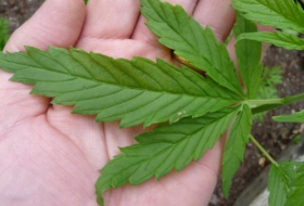 Colombia podrá en unos años tener el 10 % de exportaciones mundiales de cannabis medicinal