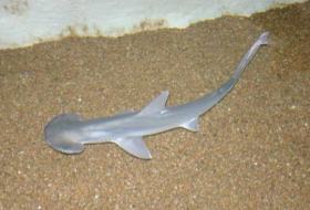 Hallan casi 100 tiburones bebés muertos arrojados a la costa de Hawái