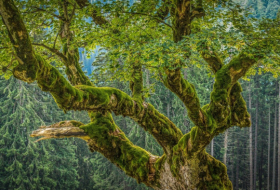 Árboles gigantes ayudan a proteger la biodiversidad y combatir el cambio climático