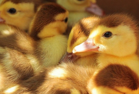 Detectan brote de gripe aviar en una granja francesa