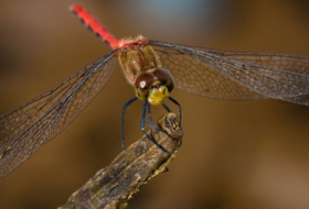 Científicos crean libélulas cíborg genéticamente modificadas