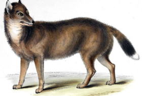 El ‘lobo’ de las Malvinas que desconcertó a Darwin en realidad se parecía más a un chacal