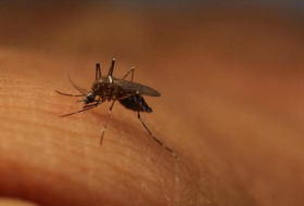 OMS retira la ‘emergencia mundial’ por el virus del Zika
