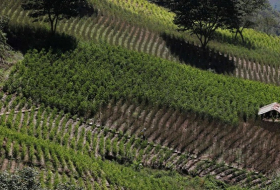 Productores de coca piden a presidente boliviano que respete cultivos tradicionales