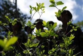 Canciller de Colombia: acuerdo de paz con FARC impulsó cultivos ilícitos