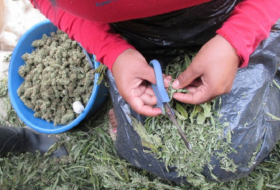 La siembra de la marihuana medicinal en Colombia