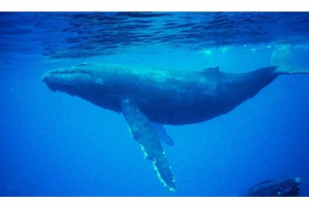 Panamá multará con hasta 10.000 dólares acercamiento a ballenas
