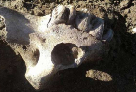 Descubren en Argentina más de 200 piezas fósiles de 10 mil años