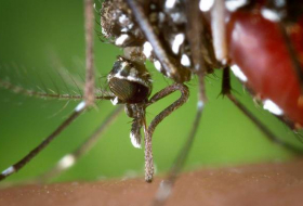 Hallan en Colombia solución para eliminar el zika, dengue y chikungunya