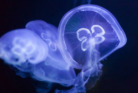 'Chips' de medusa, el extraño y saludable aperitivo del futuro