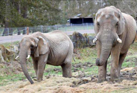 Los elefantes son resistentes raramente al cáncer y al final ya sabemos su motivo