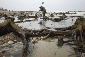 Emerge un bosque fantasma de las aguas del mar Báltico ruso