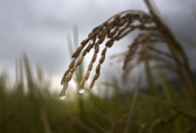 Los cultivos tendrán cada vez menos nutrientes por culpa del cambio climático