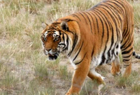 China: Muere atacado por animales un cuidador de un zoo donde se vende 'vino de tigres'