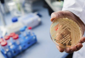 Hongos peligrosos: La resistencia a los medicamentos antimicóticos pone en peligro la salud humana