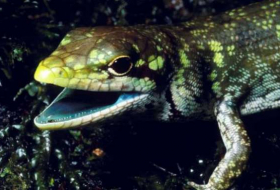 Revelan el secreto genético de los lagartos de sangre verde y tóxica