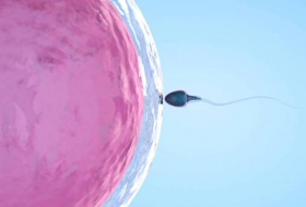 El Constitucional portugués obliga a los donantes de óvulos y esperma a salir del anonimato
