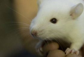 Un medicamento elaborado en Rusia alarga la vida de ratones con cáncer