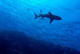 Un brasileño muere tras el feroz ataque de un tiburón (fuertes imágenes)