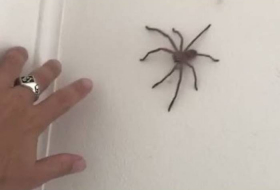 Por qué no deberías matar las arañas que encuentras en casa