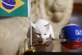 El gato Aquiles predice la victoria de Brasil en el partido contra Costa Rica