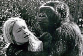 Muere Koko, la gorila capaz de 'hablar' con los humanos