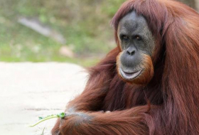 La orangután más vieja del mundo muere en Australia a los 62 años