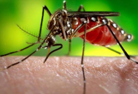 El mortal virus del Zika podría tratar un cáncer infantil