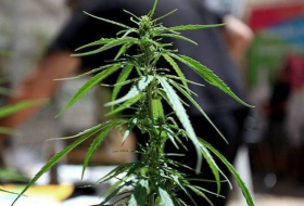 Reino Unido legaliza el cannabis con fines médicos