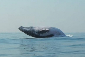 VIDEO: Una ballena de 40 toneladas salta del océano como si fuera un delfín