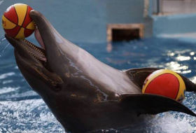 El delfín de Sochi predijo la victoria de Rusia contra España en el partido de octavos