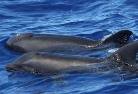 FOTO: Descubren en Hawái un raro híbrido de ballena y delfín