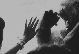 Los primates no hacían esto: Revelan qué acción de nuestros antepasados condujo a la mano humana