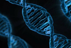 Genetistas desmienten un mito sobre la evolución humana