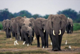 Los elefantes son inmunes al cáncer por tener un gen “zombie”