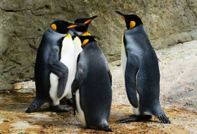 Se está extinguiendo la mayor colonia de pingüinos rey del mundo y nadie sabe por qué