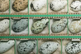 Científicos resuelven el misterio de por qué los huevos tienen esa forma