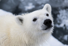 Científicos constatan el buen estado de los osos polares de Chukotka
