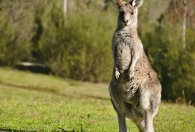 Murió Roger, el canguro más sexy de Australia
