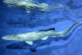 El cambio climático hace que los tiburones sean más de derechas