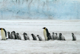 El turismo pone en peligro de extinción a las aves antárticas