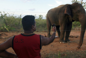  VIDEO:  Elefante salvaje mata a un hombre que intentaba hipnotizarlo