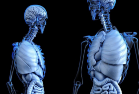 Los científicos descubren una nueva estructura anatómica en el cuerpo humano