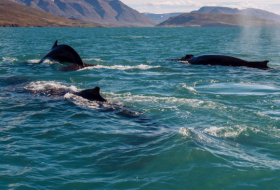 Sonares militares podrían ser la causa de varamientos masivos de ballenas