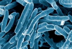   OMS:   la tasa de mortalidad por la tuberculosis se reduce en 42% desde 2000