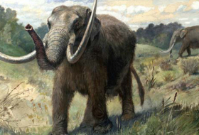 Descubren en California una nueva especie de mastodonte