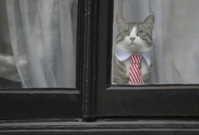 El gato de Assange espera a su amo- Video  