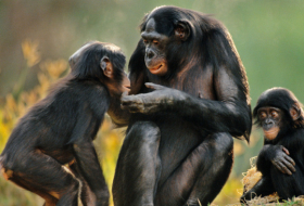 Crean monos transgénicos con genes de cerebro humano