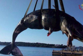 Encuentran una ballena embarazada con 22 kilos de plástico en el estómago